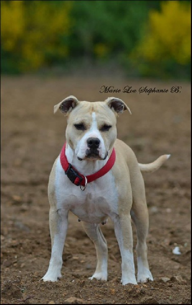 Les American Staffordshire Terrier de l'affixe Sparkle Dogs