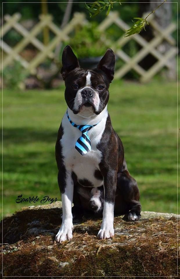 Les Boston Terrier de l'affixe Sparkle Dogs